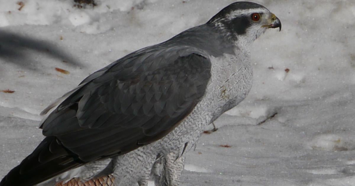 Federal judge halts logging project over failure to monitor goshawk declines | Environment